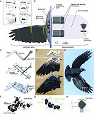 Feathered Robotic Wing for Flapping Drones - Airplanes and Rockets